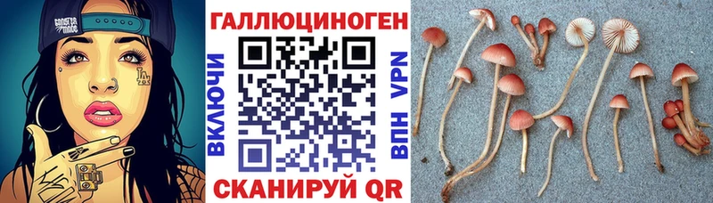 Купить где Верея Галлюциногенные грибы Psilocybine cubensis